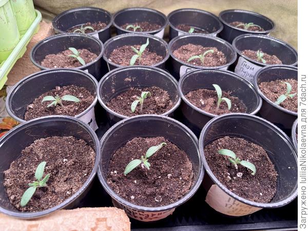 Это сегодняшняя пикировка.