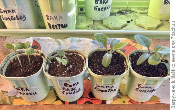 Посев 3 марта