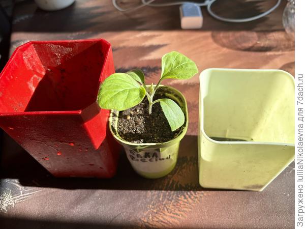 Перевалила в красный стакан. Он 0,7л