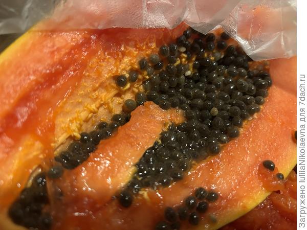 Вот семена папайи