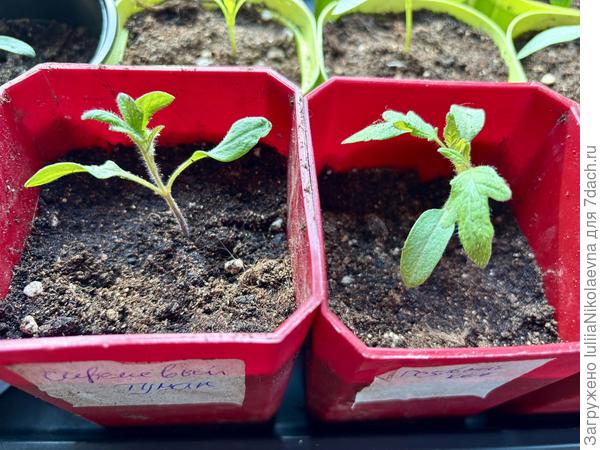 А так выглядят томаты, которым суждено стать корнями для баклажанов. Сеяла 9.03, взошли 13.03