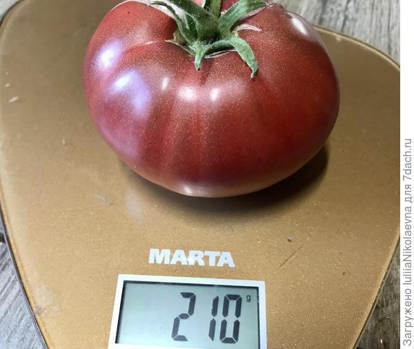 Сиреневый туман