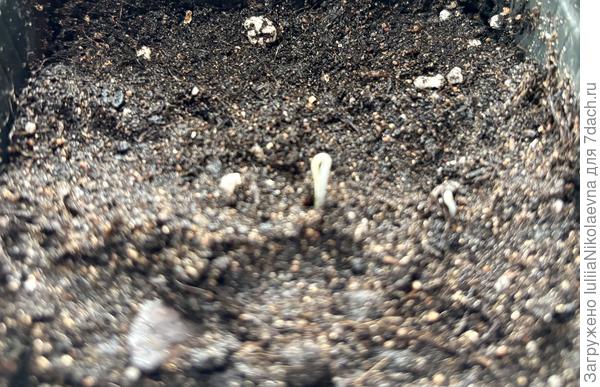 Первые всходы. Посев 20.03