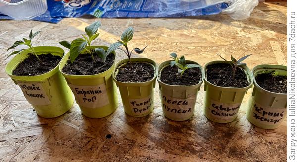 Вот такие они разные на сегодня