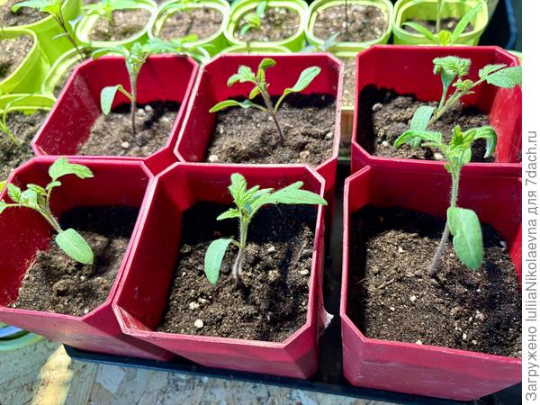 Это томаты для подвоев. Сиреневый туман и Розовый кит. Посеяны 9.03, взошли 13.03. Мне кажется, что отстают от баклажанов🤷‍♀️