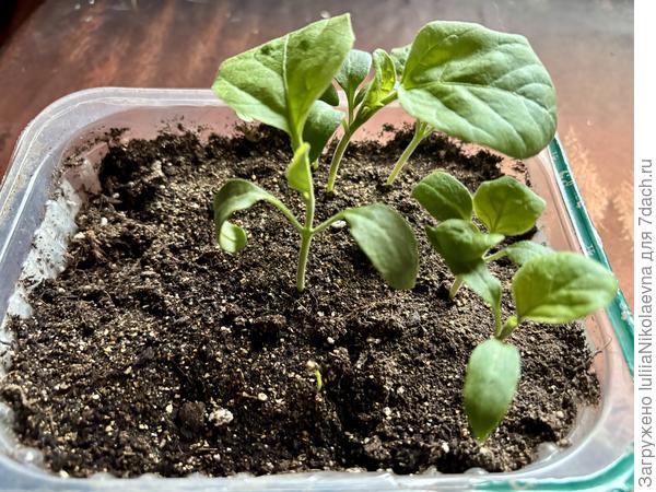 Бомбовоз. Посеян 3.03. Всходы появились 9.03. В плошке слева пустое место, там был посеян Вкус Грибов. Он так и не взошёл