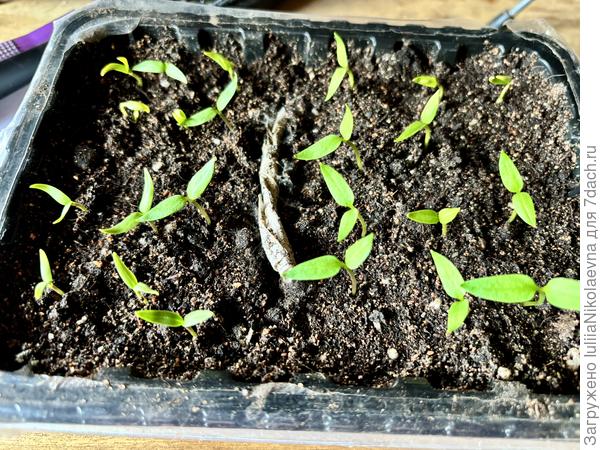 А это плошка в два десятка всходов посева от 17 марта.  Светлана! Пожалуй я эту плошку к Вам в Москву отправлю, как виновнику моей паники🤣🤣🤣