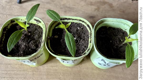 Вот такие сегодня перчики посева 9 марта