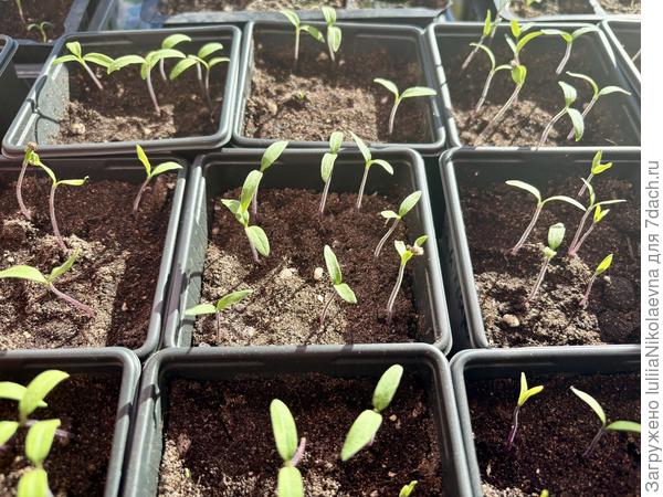 Мои дрищи. Через пару дней рассажу их по отдельным стаканам, засыпав по самые уши.