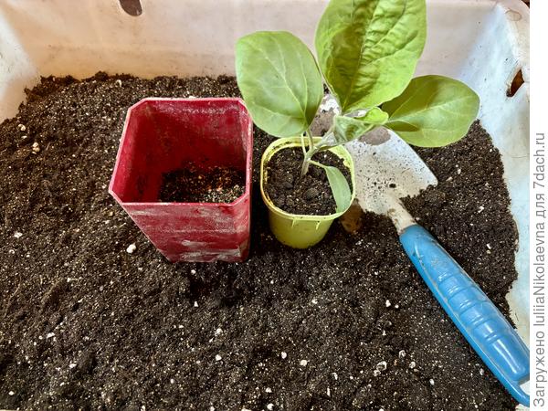 В 0,2 стаканчике и рядом новый домик 0,7