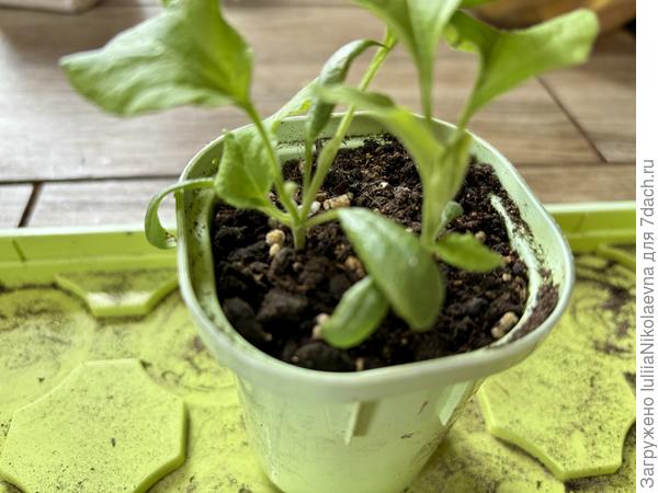 Баклажан Вкус Грибов. Левый родился с тремя семядолями. Начал кустом отращивать «головы». Сосед его тоже показывает слабый рост. Ну, пусть пока посидят в этом 0,2 стаканчике. В брак пойдут, конечно. Сильно отстают от остальных