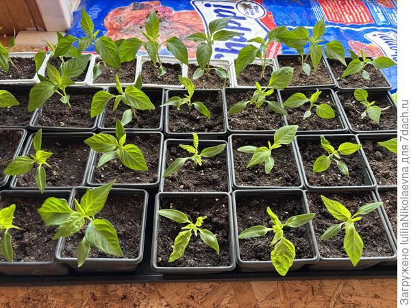 4 стаканчика с этим перцев, остальные других сортов.