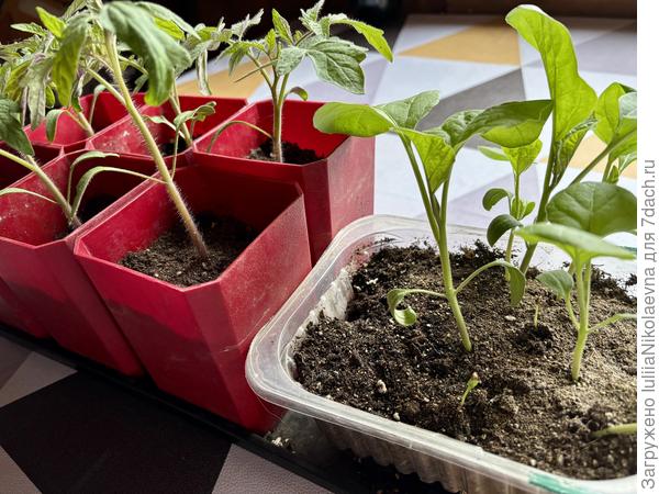 Томаты и баклажаны