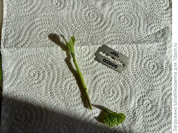 Все листочки чик бритовкой