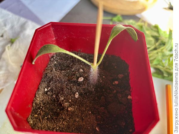 Зубочисткой дупло проковыряла