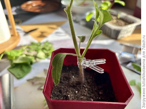 Прищепочкой закрепила