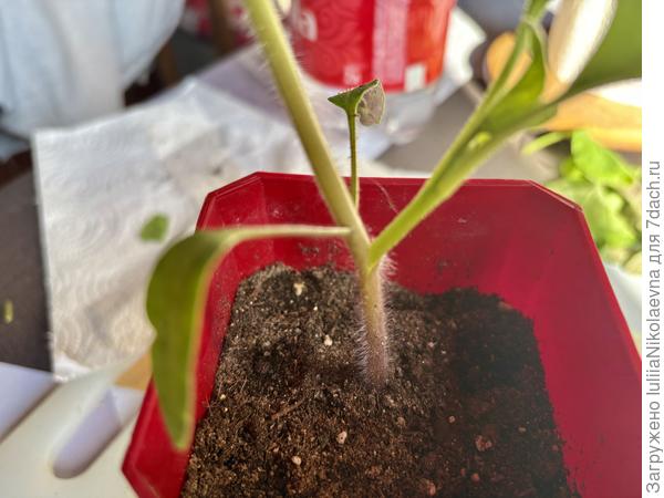 Это в боковой разрез