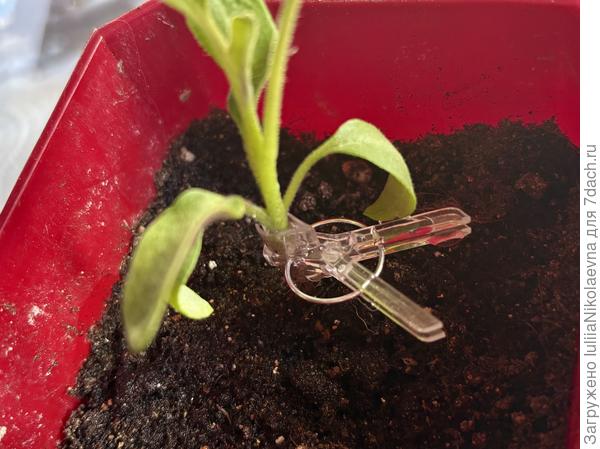 Баклажан воткнула и прищепкой притянула