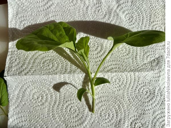 Баклажан без корня