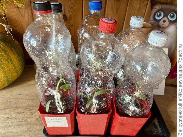 Готово! Оставила на столе без прямого солнечного света