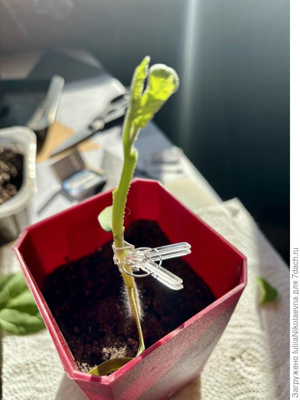 Оба стебля под 40 градусов срез. Соединила. Прищепкой закрепила. Это копулировка