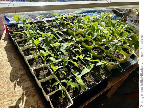 Это всё острые перцы