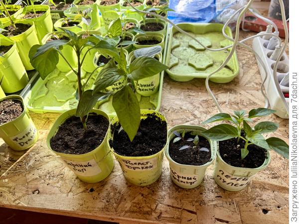 Вот такие разные. Чёрный жемчуг уж совсем медленно растёт. Разные сорта и разное развитие, а возраст один