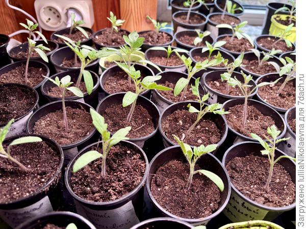 Посев 20 и 21 марта. Эти уже в отдельных домиках 0,2 литра