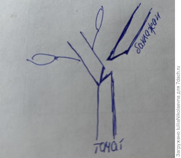 Вот, нарисовала😊