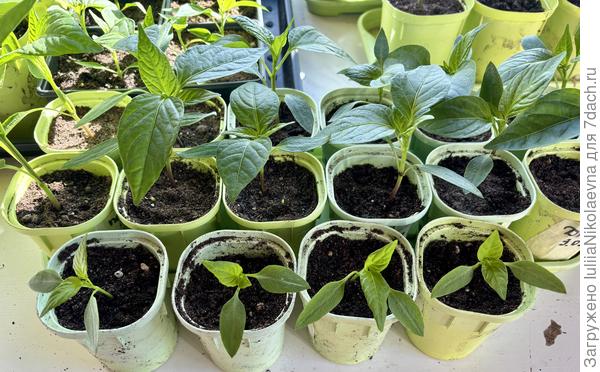 На заднем плане посев 9 марта. На первом плане посев от 17 марта, те что я посеяла, поддавшись панике, что перцы плохо всходят