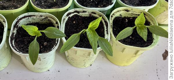 Сладкие перцы