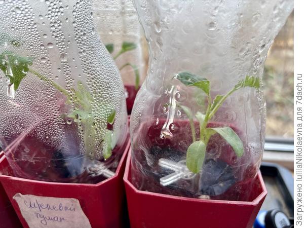 Привитый уколом