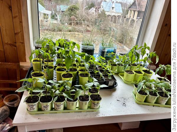 Эти перцы пришлось из под ламп уже выкинуть. Второй этаж, веранда, южное окно