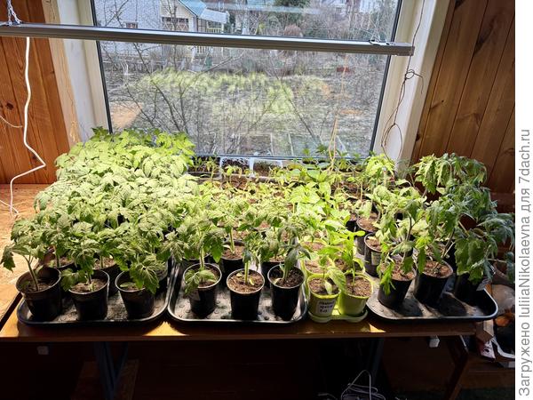 Тут гномы и молодые инденты. Одна лампа на 100 ватт. Высоко висит. Им тесно. Но тут уж или лампа, или простор