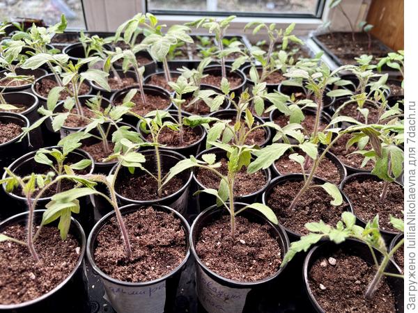 Самому старшему 2 недели от всходов