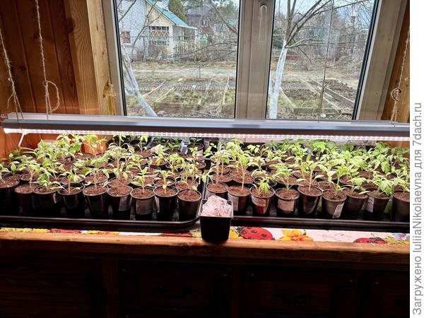 На первом этаже рассада на комоде под тремя лампами, каждая по 35Ватт