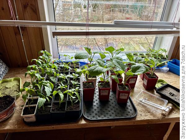 Баклажаны и часть перцев стоят под тремя старенькими лампами. Одна 35 ватт и две по 14 ватт