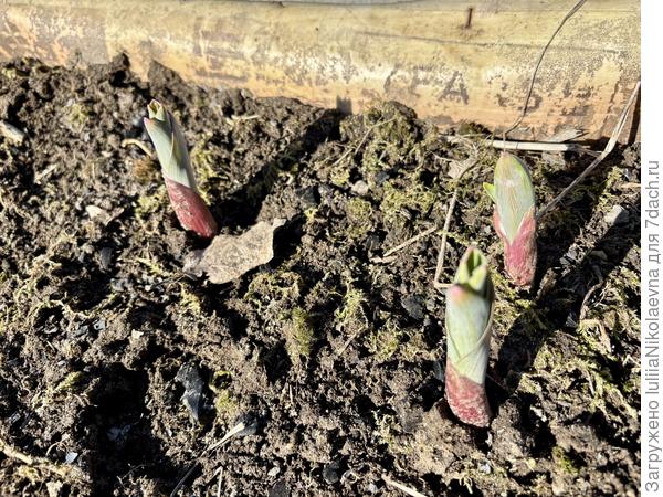 Суворовский