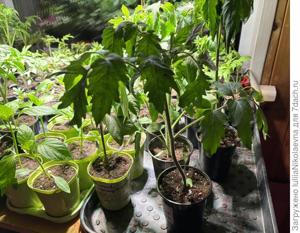 Розовая Пантера