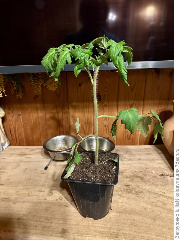 Пересадила одну сейчас в 1,2л. Что-то пальмообразное😜