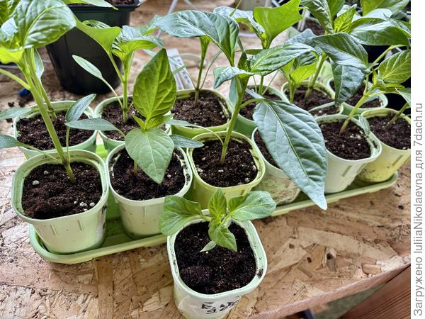 Фейсконтроль. На первом плане тот, кто в конкурсе красоты проиграл.