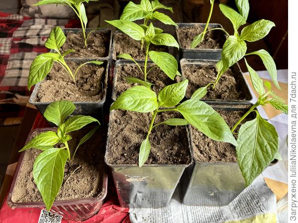 В новых домиках