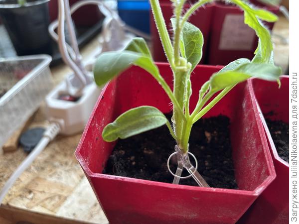 Этот баклажан раздвоился🤷‍♀️. Решил в две головы расти