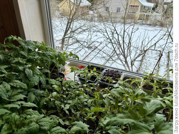 Рассада гадает в какой именно сугроб я её воткну😜