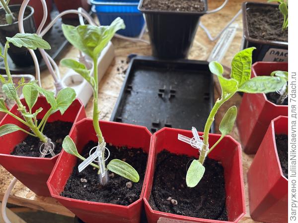 Это копулировкой