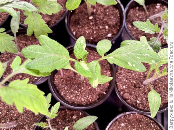 Вериегатная листва😊