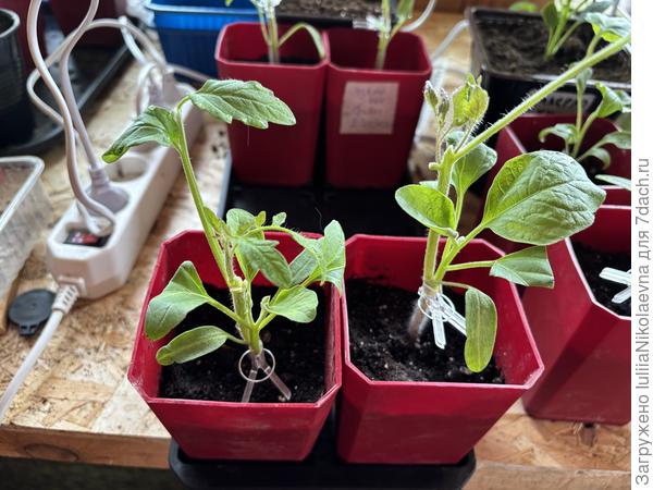 Это в боковой разрез. Томат пасынков наростил. Убрала из