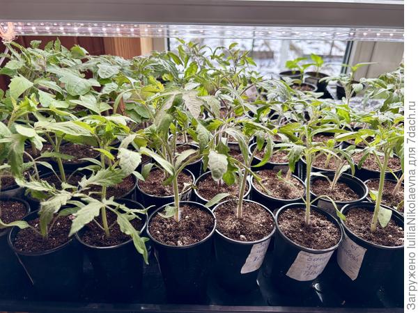 Посев 20 и 21 марта