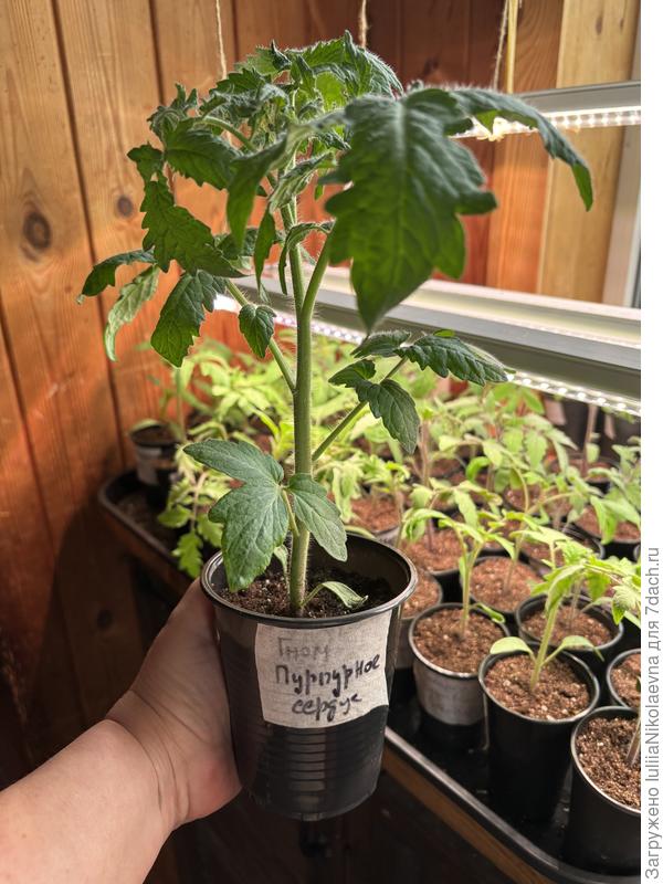 В 0,5 стакане