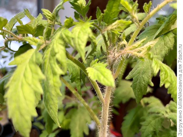 Посев 8 марта